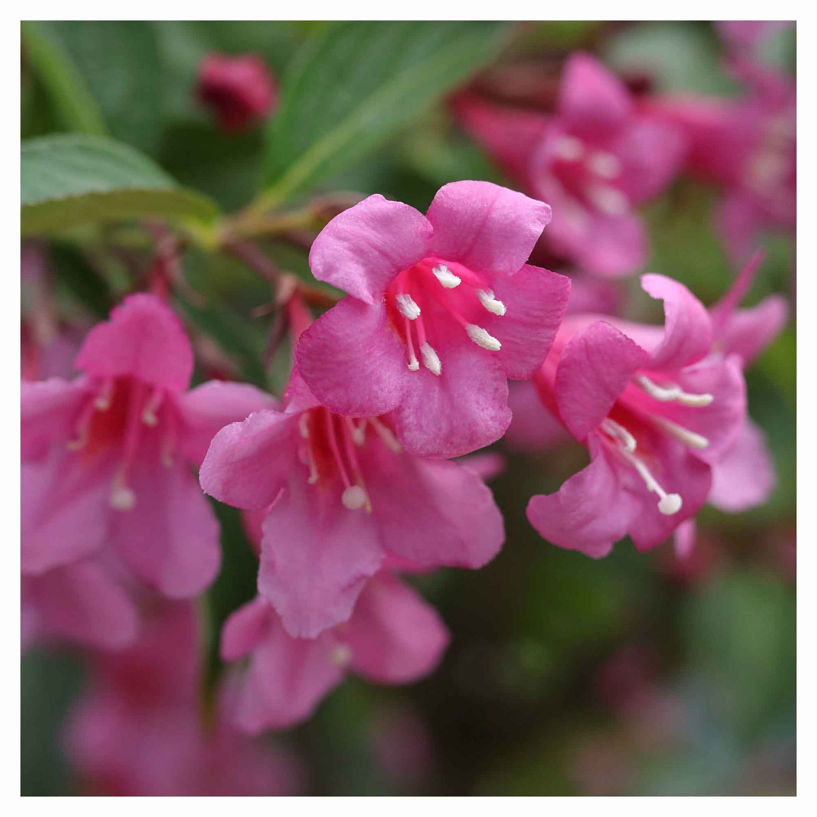 Arbuste de Weigela Florida Minuet