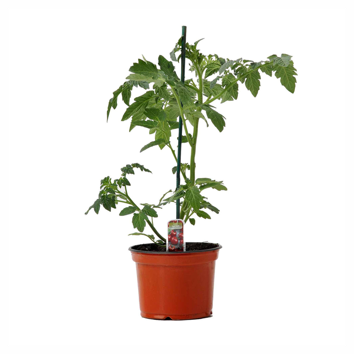 Plant de légumes, 7" (choix entre différentes variétés assorties)