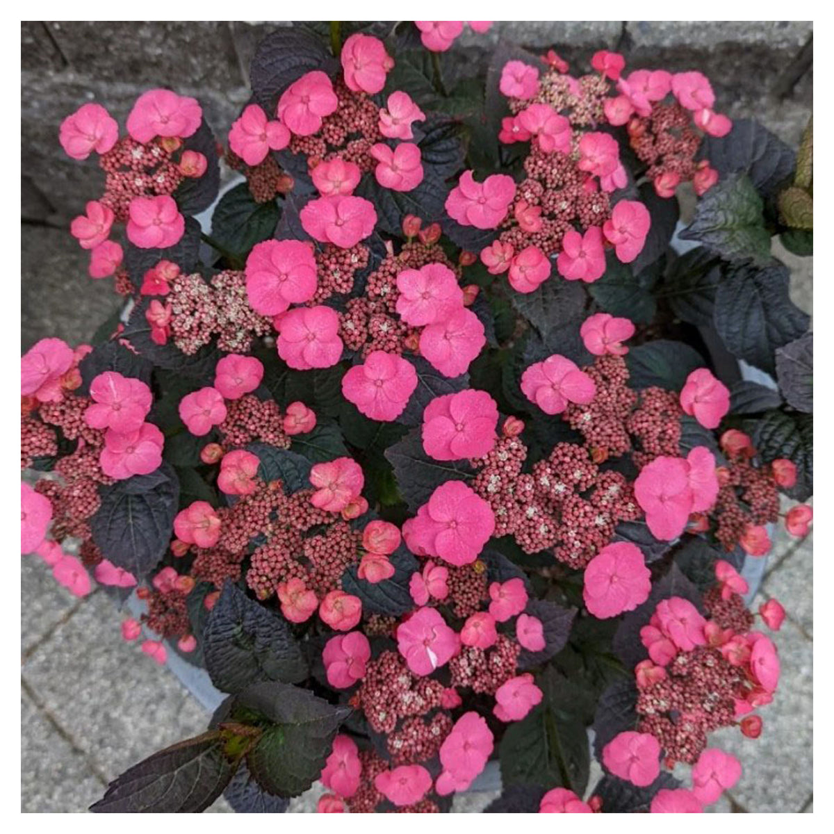 Arbuste Hydrangea Serrata 'Pink Dynamo' B.E., 2 gallons
