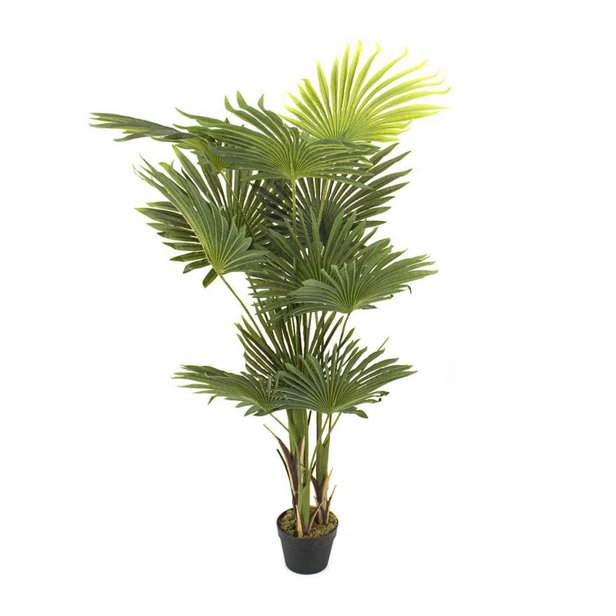 Palmier en pot à 12 feuilles, 60"