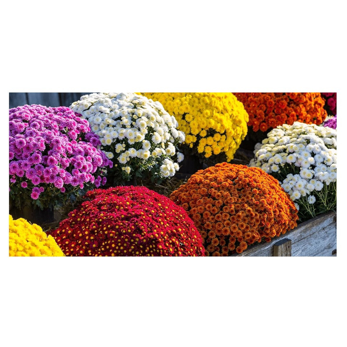 Chrysanthème d'automne en pot, 12-1/2''