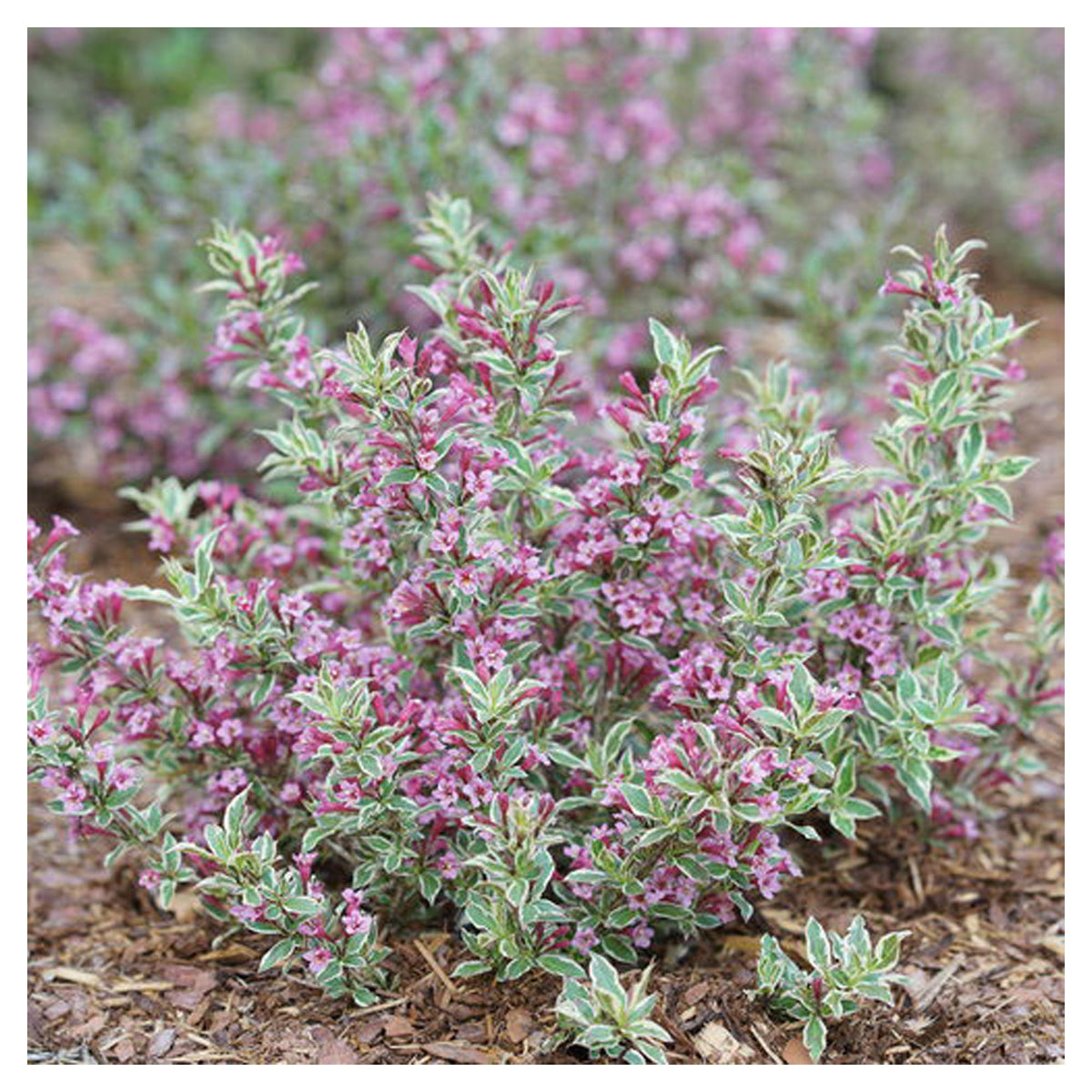 Arbuste Weigela Florida My Monet Purple Effect P.W., 2 gallons