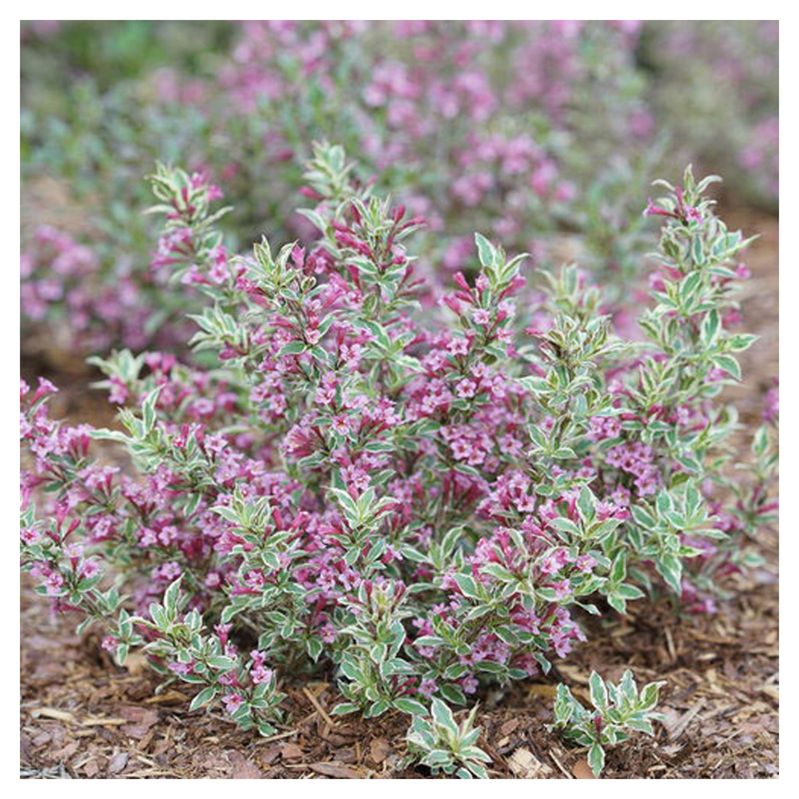 Arbuste Weigela Florida My Monet Purple Effect P.W., 2 gallons