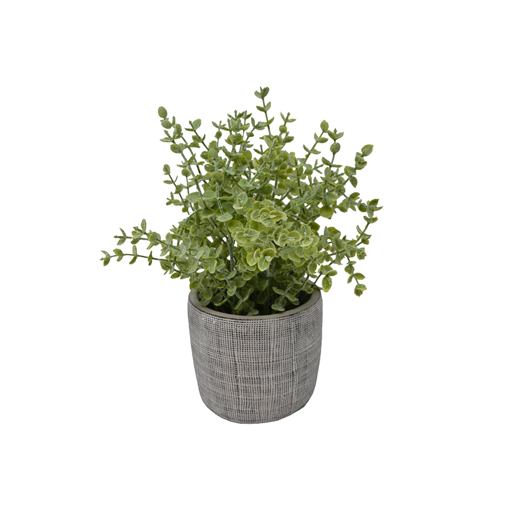 Eucalyptus pot ciment