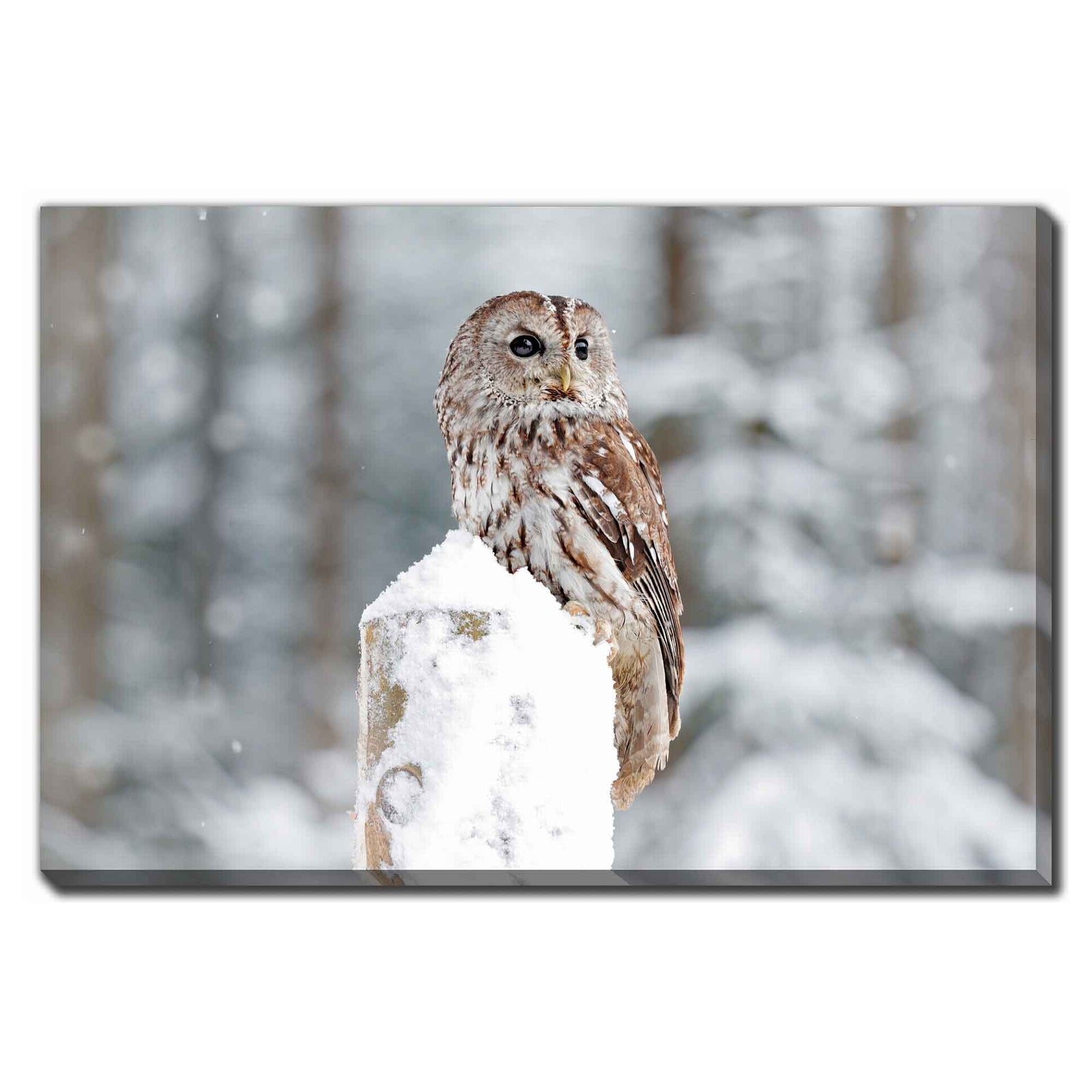 Impression sur toile hibou perché dans la neige, 28'' x 22''