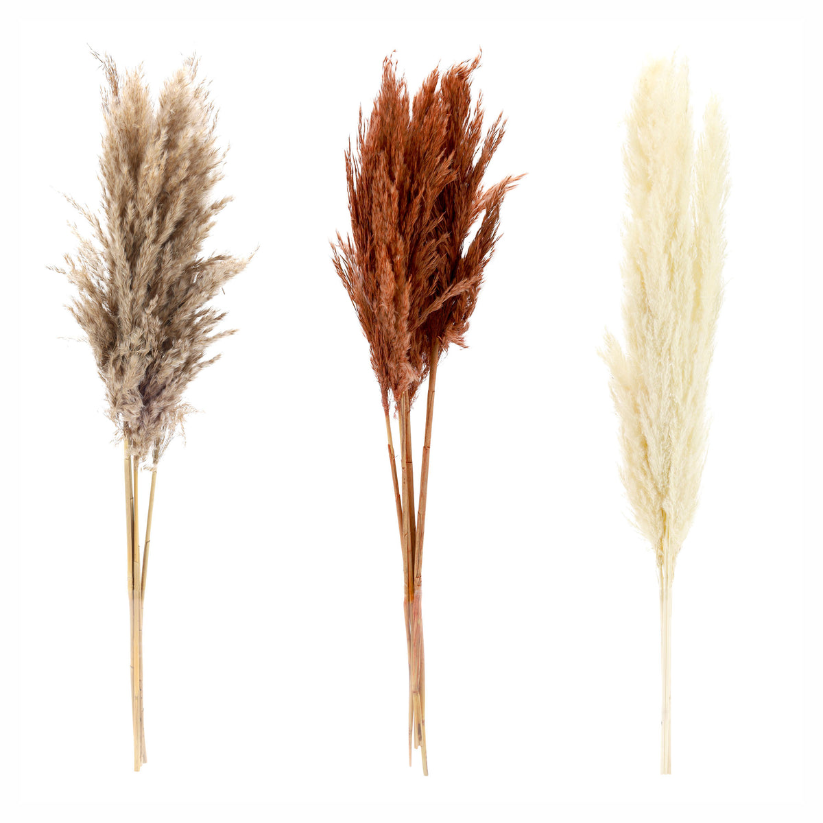 Herbe de pampas séchée à 5 tiges, 35,43" (couleurs assorties)