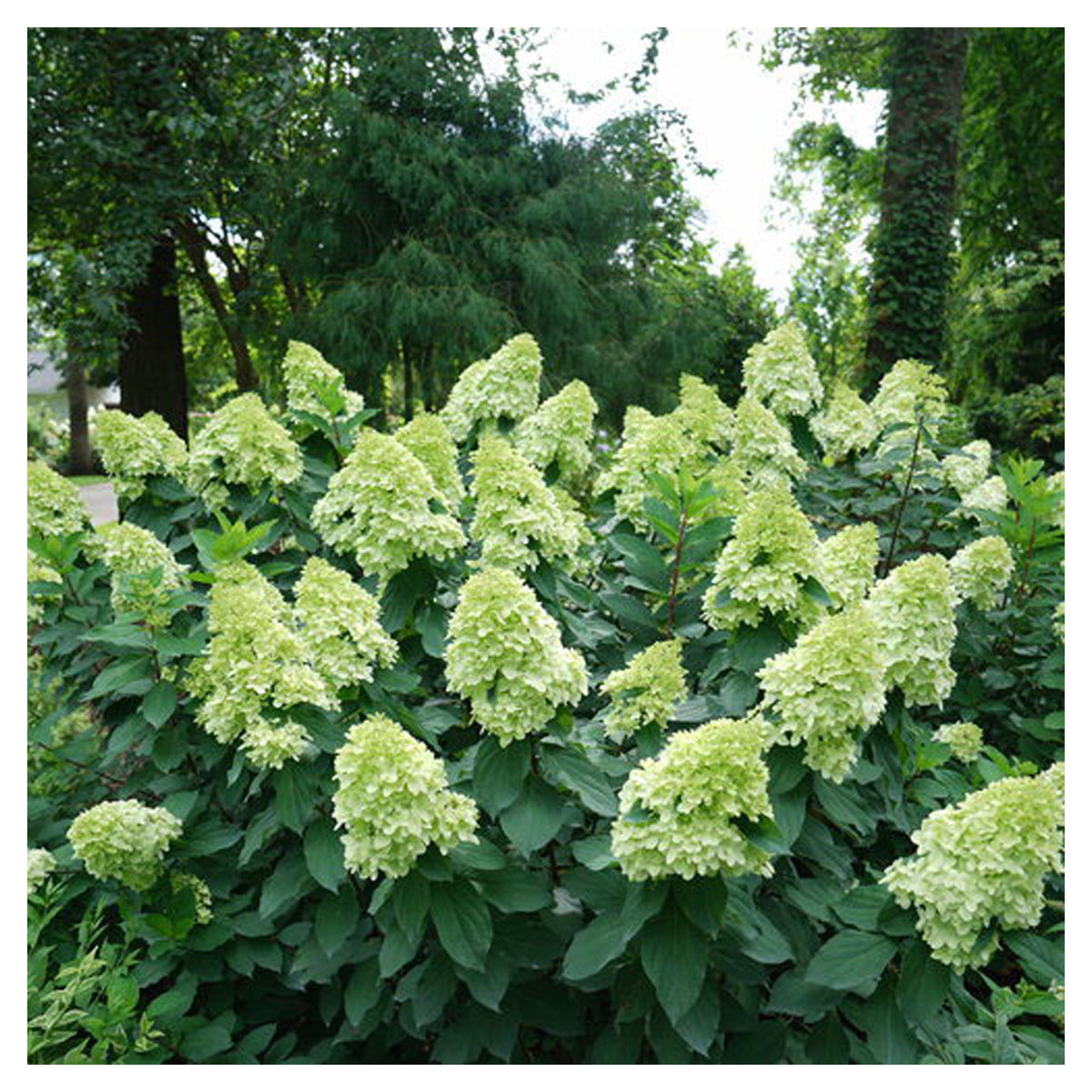 Arbuste Hydrangea Paniculata Limelight Prime P.W., 2 gallons