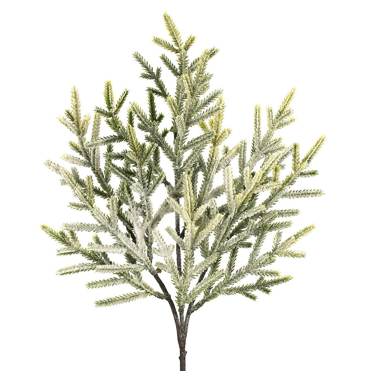 Pic de branche de sapin givrée, 18''