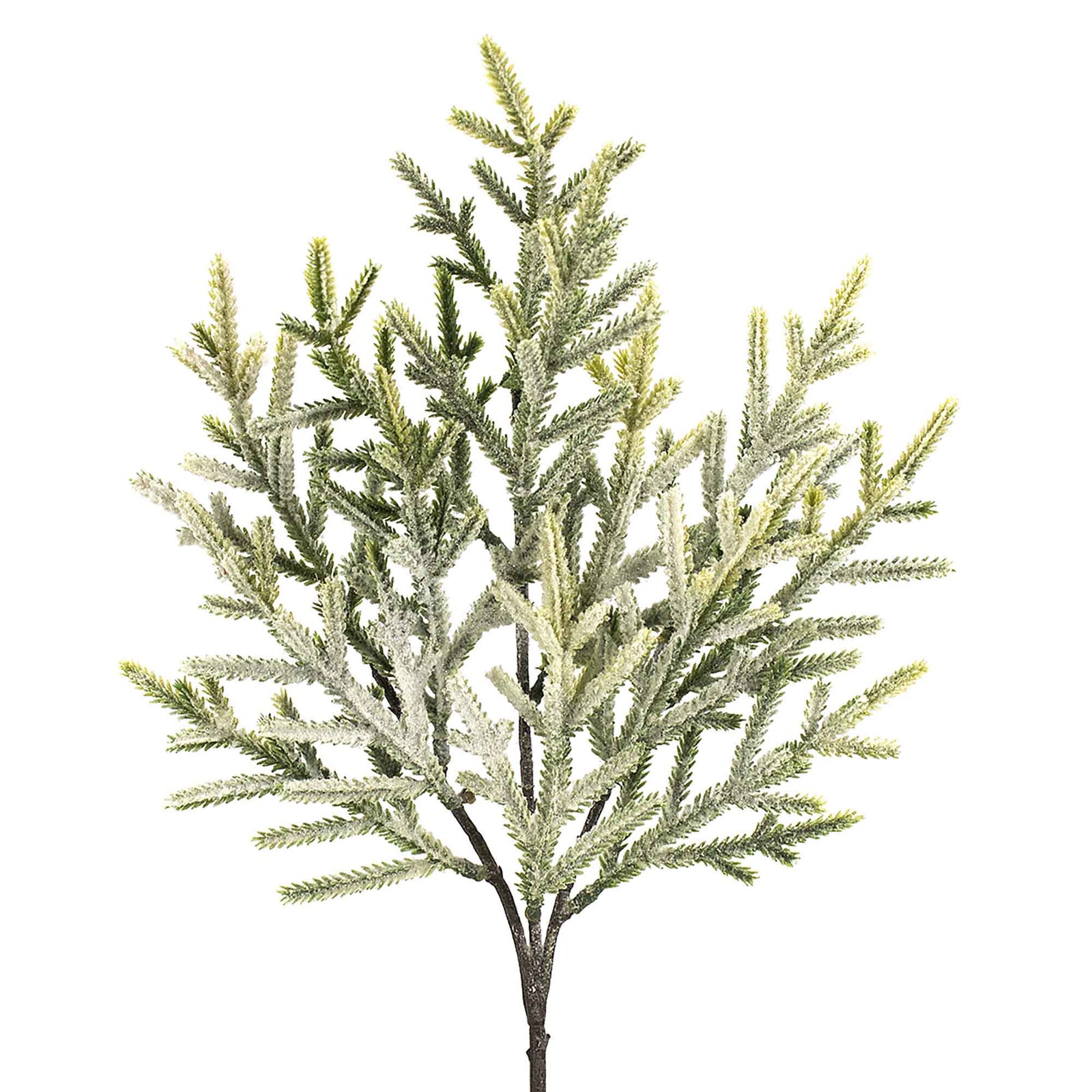 Pic de branche de sapin givrée, 18''