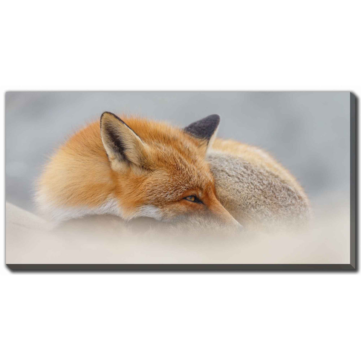 Impression sur toile renard dans la nature, 40'' x 20''