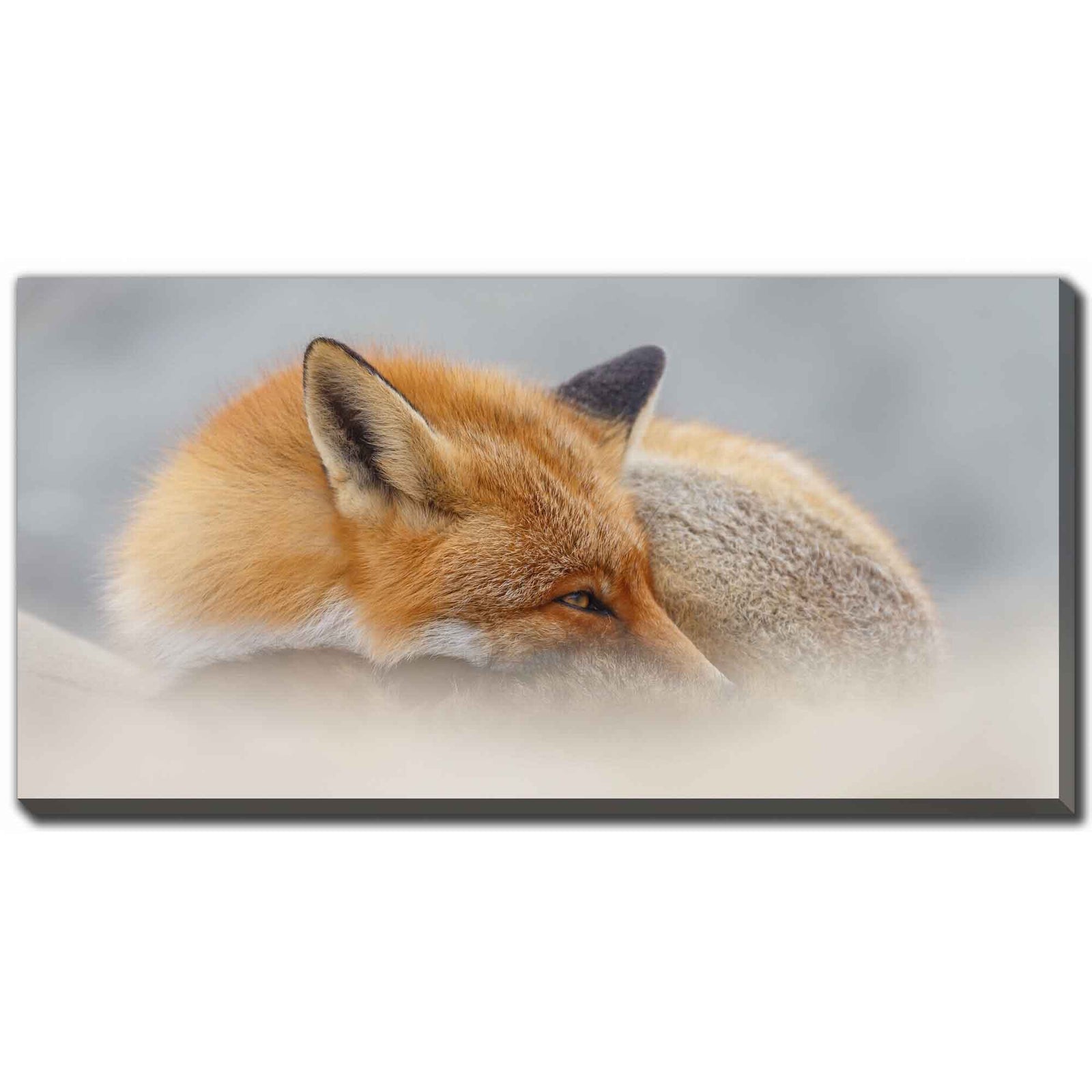 Impression sur toile renard dans la nature, 40'' x 20''