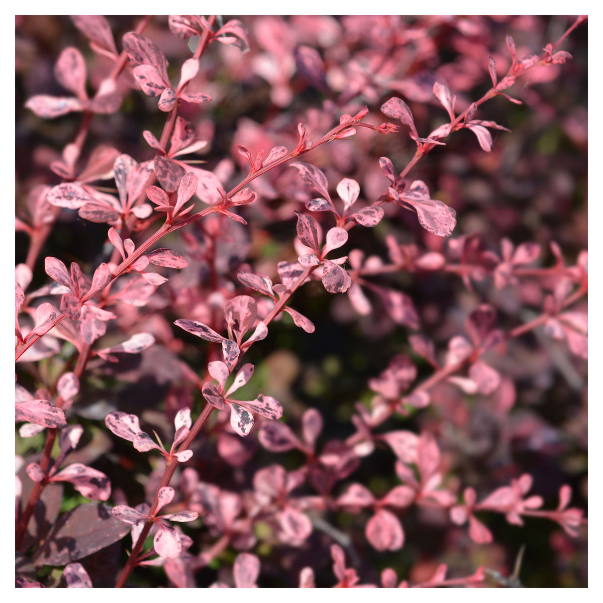 Berberis Thunbergii 'Rose Glow', 2 gallons