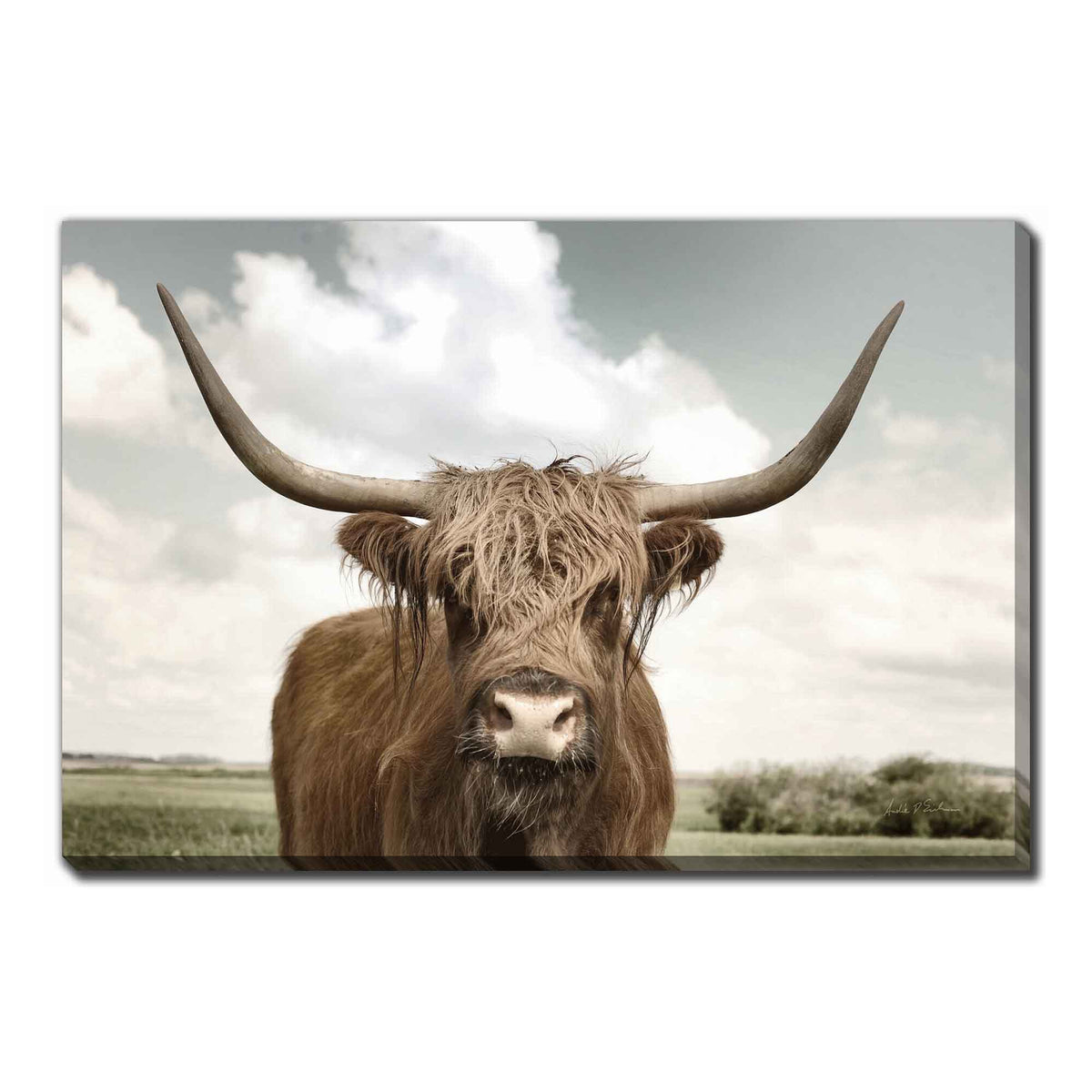 Impression sur toile bœuf à longues cornes, 45'' x 30''