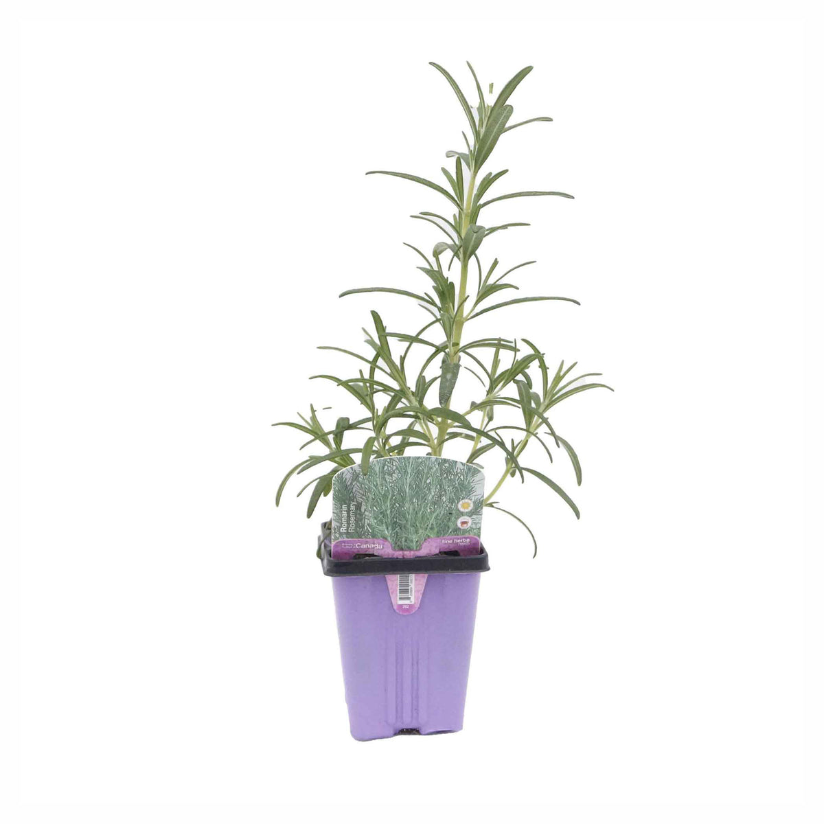 Fines herbes assorties, 3,5"