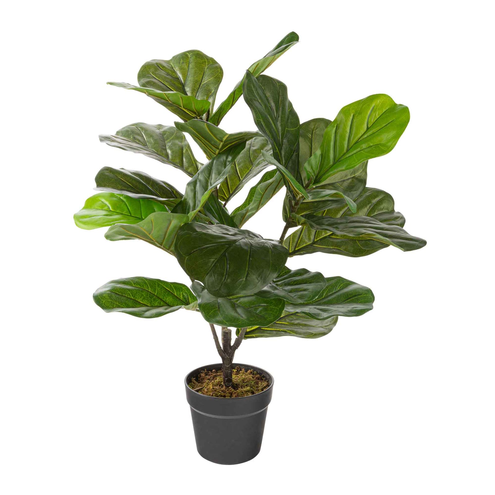 Plante artificielle Ficus lyrata en pot noir, 6,25" × 6,25" × 27,559''