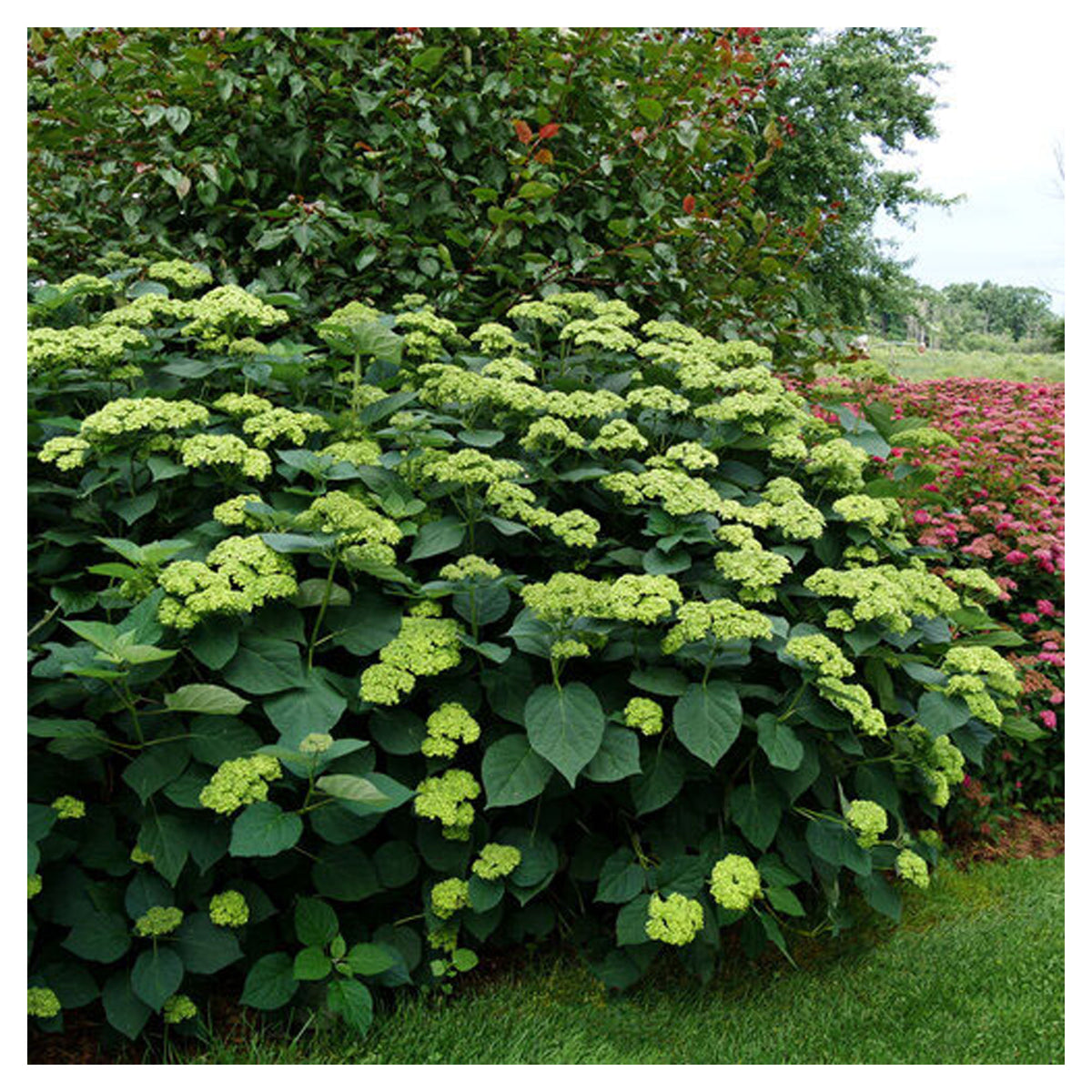 Arbuste Hydrangea Arborescens 'Invincibelle Sublime' P.W., 2 gallons