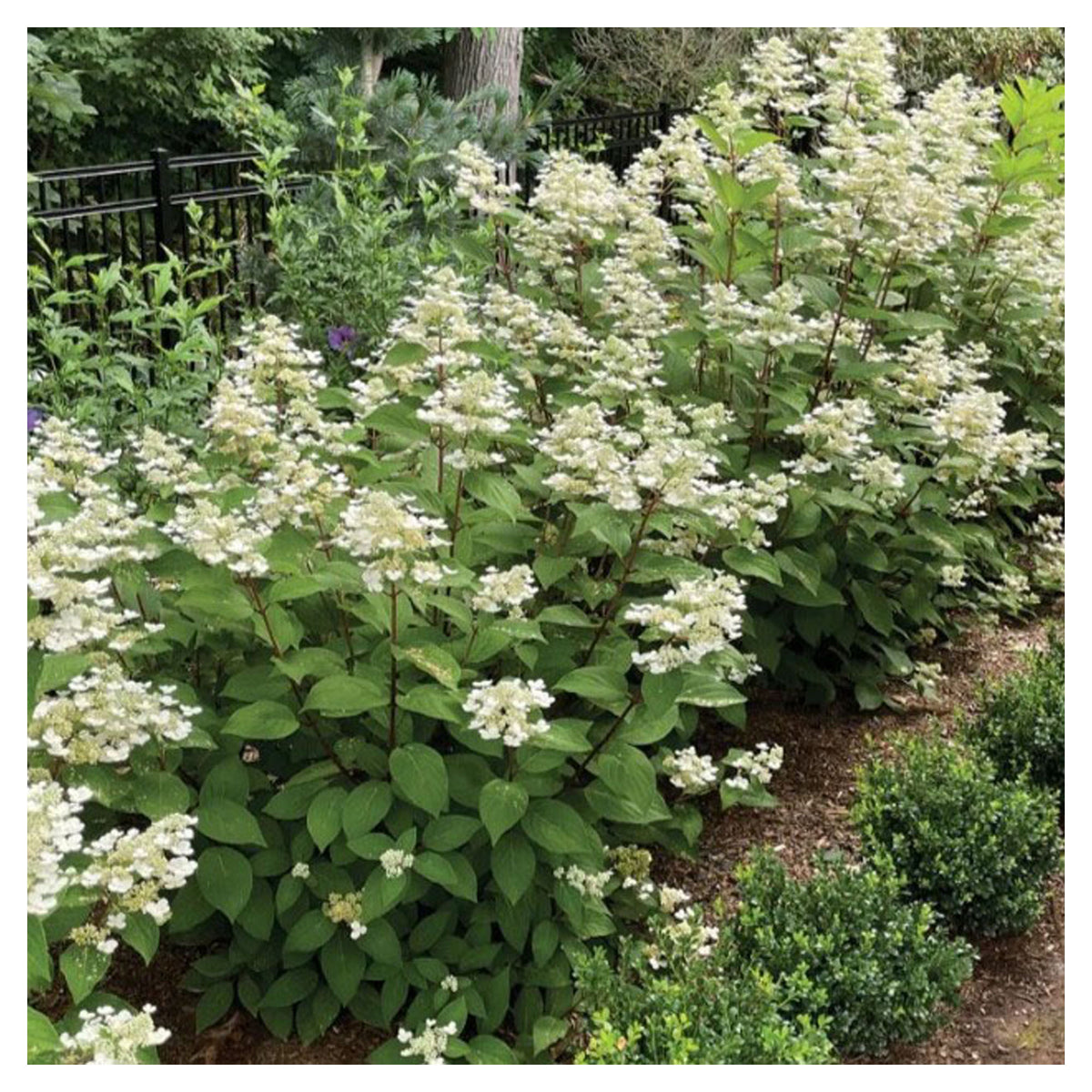 Arbuste Hydrangea Paniculata 'Torch' B.E.