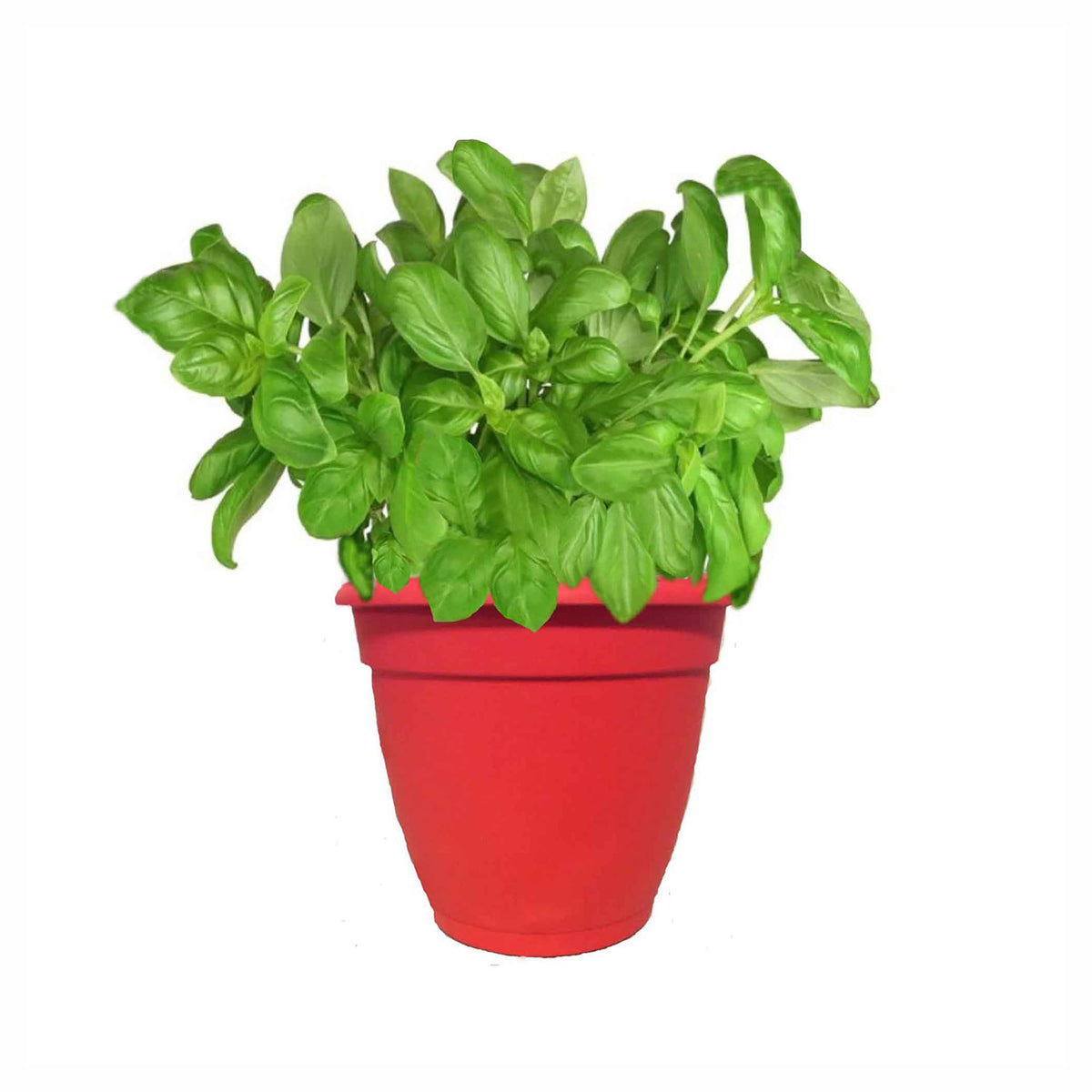 Jardinière de fines herbes, 7" (choix entre différentes variétés assorties)