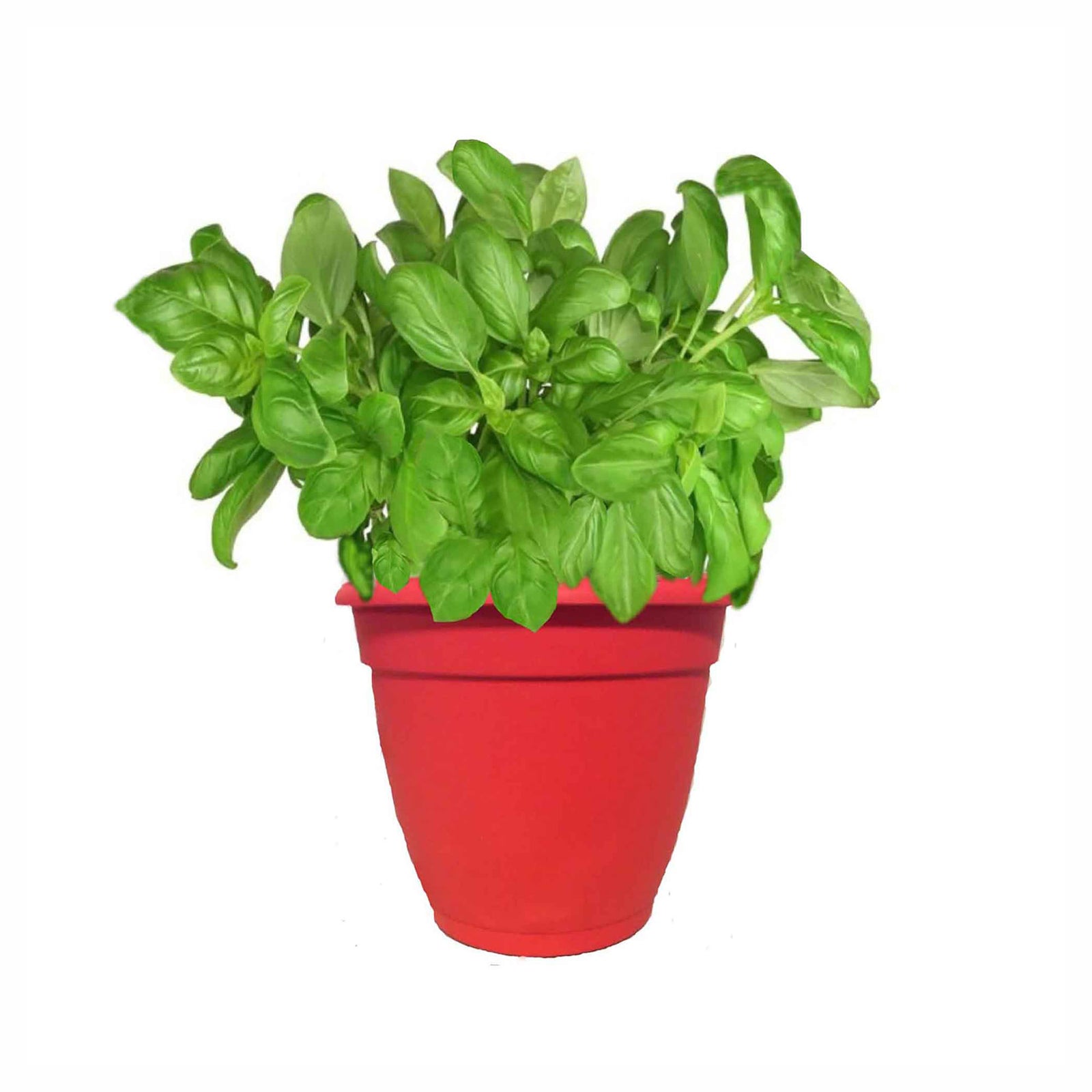 Jardinière de fines herbes, 7" (choix entre différentes variétés assorties)