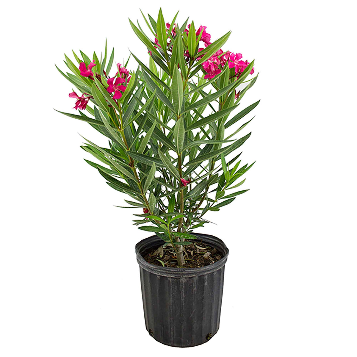 Laurier buisson, 10"