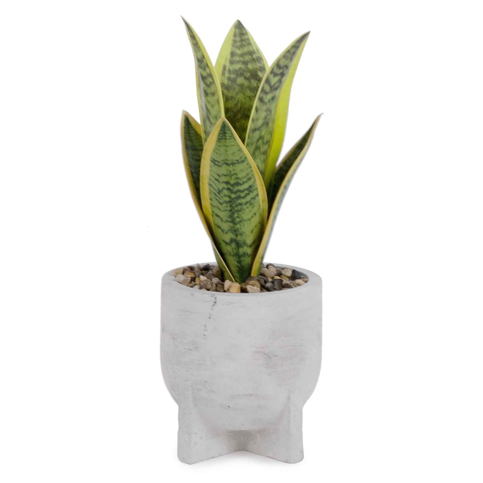 Plante sansevière en pot, 4" x 10,5" 