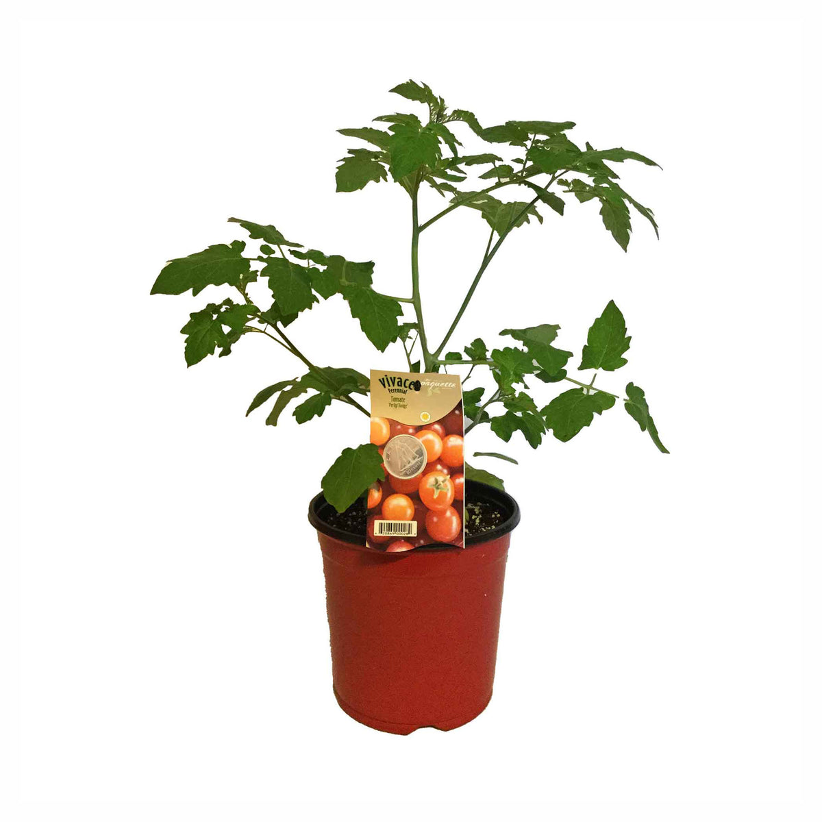 Plant de tomates La Perle Candyland, 7"