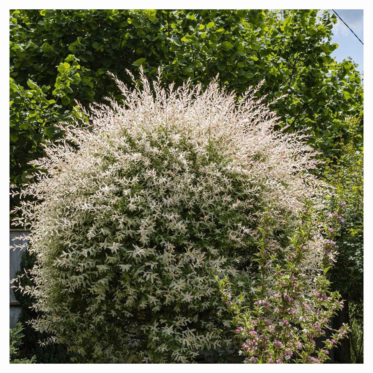 Arbuste de saule japonais panaché Hakuro Nishiki