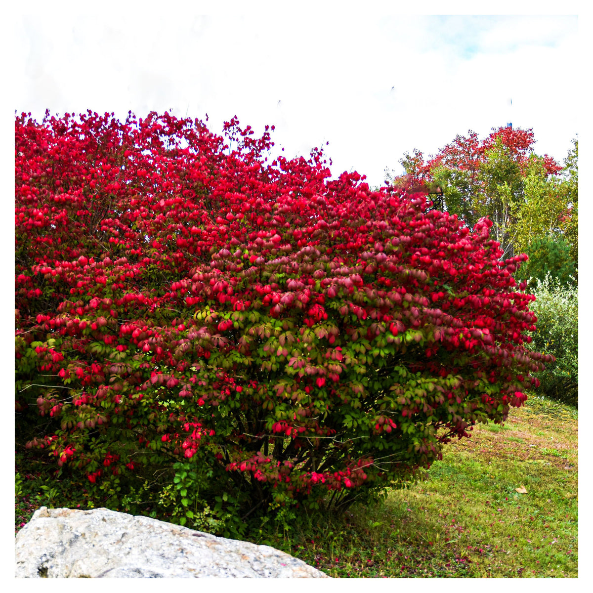 Arbuste Euonymus Alatus 'Compactus'
