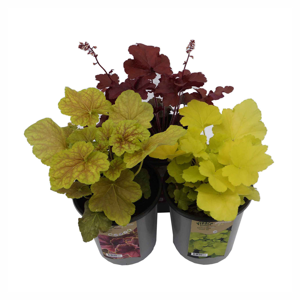 Plant de feuillage décoratif Heuchera, 7" (choix entre différentes variétés assorties)