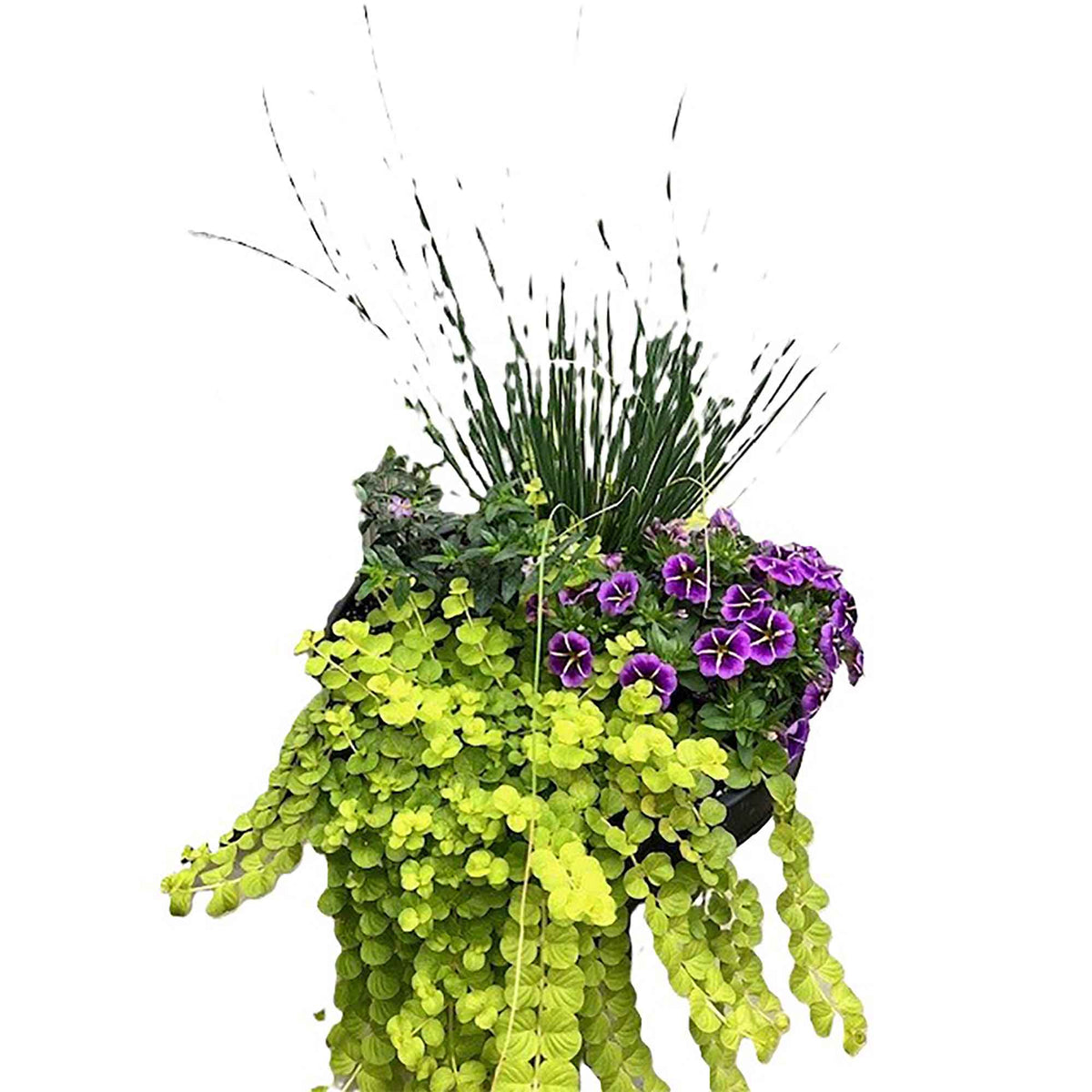 Pot pour patio avec fleurs et plantes, 13-1/2'' (assorties)