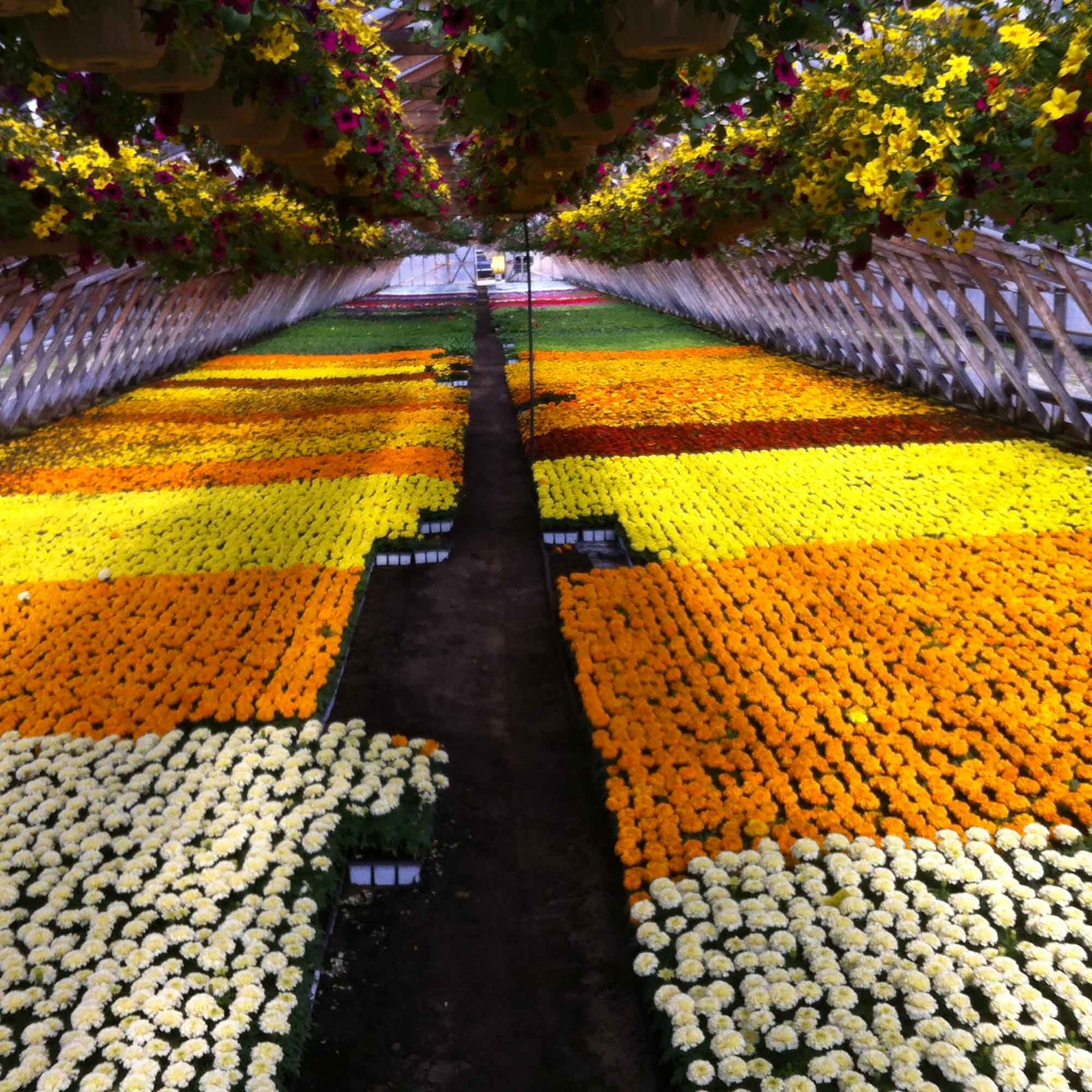 Caissette de fleurs annuelles, 9 plants ((assorties)