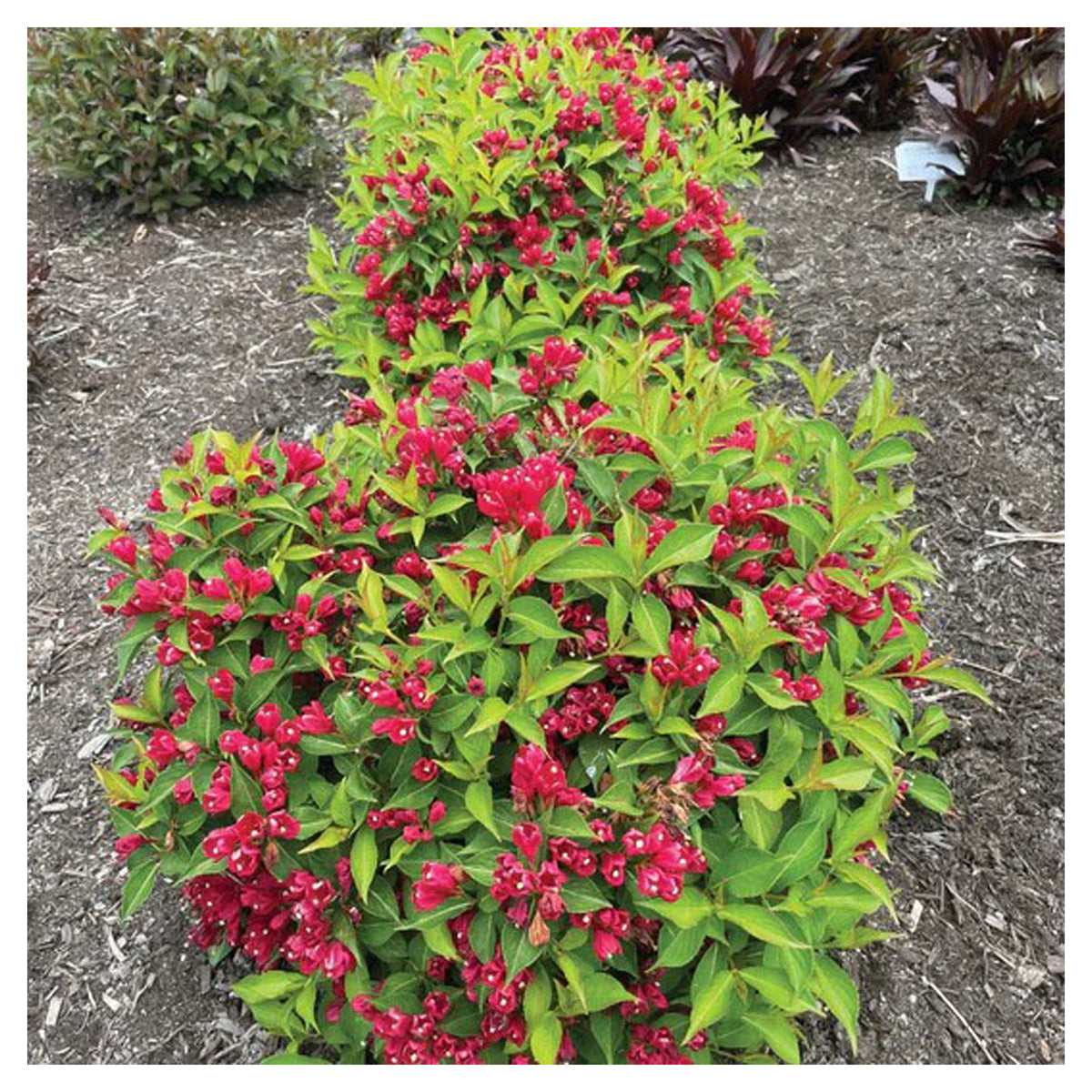 Arbuste Weigela 'Crimson Kisses' B.E., 2 gallons
