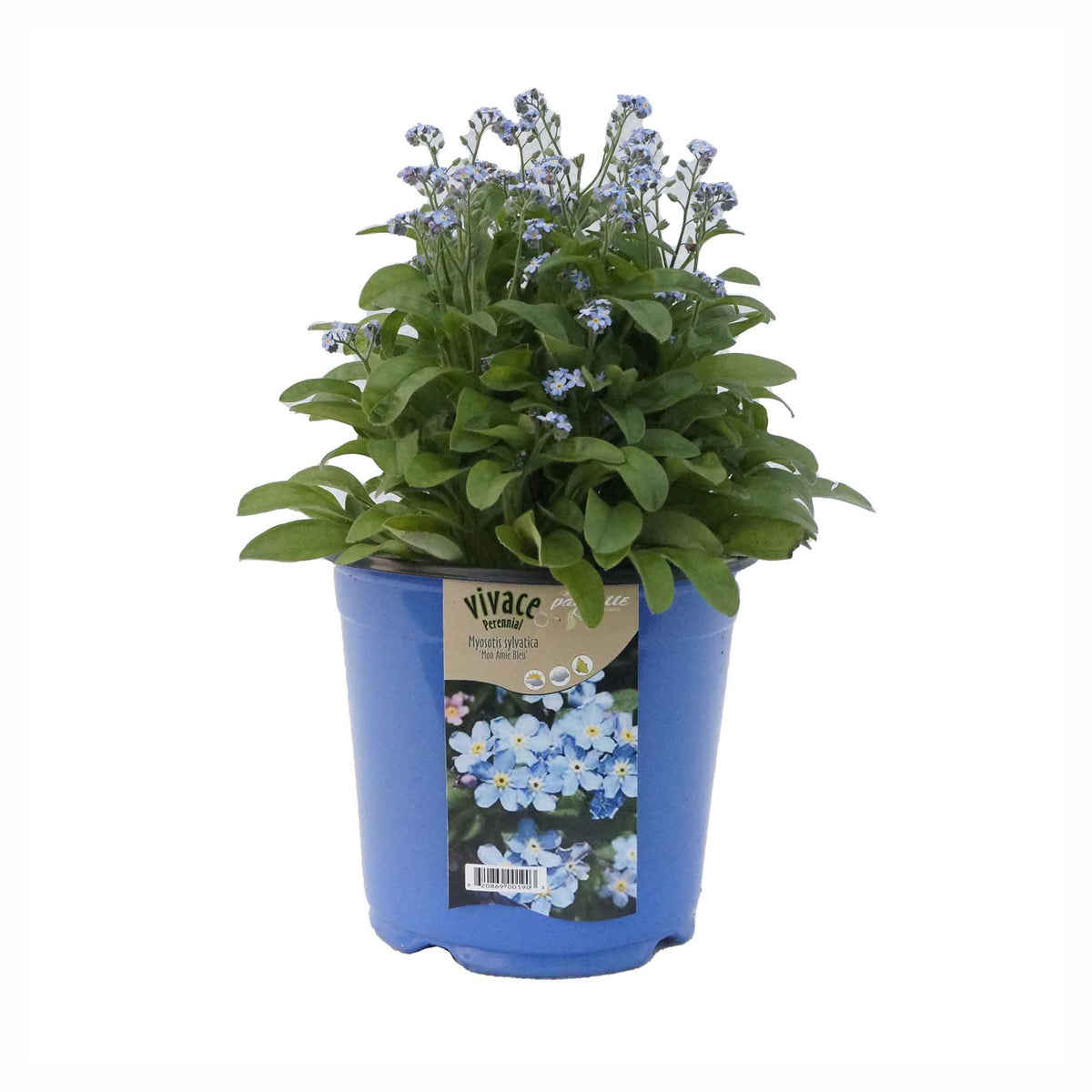 Plant de vivaces d’ombre, 7" (choix entre différentes variétés assorties)