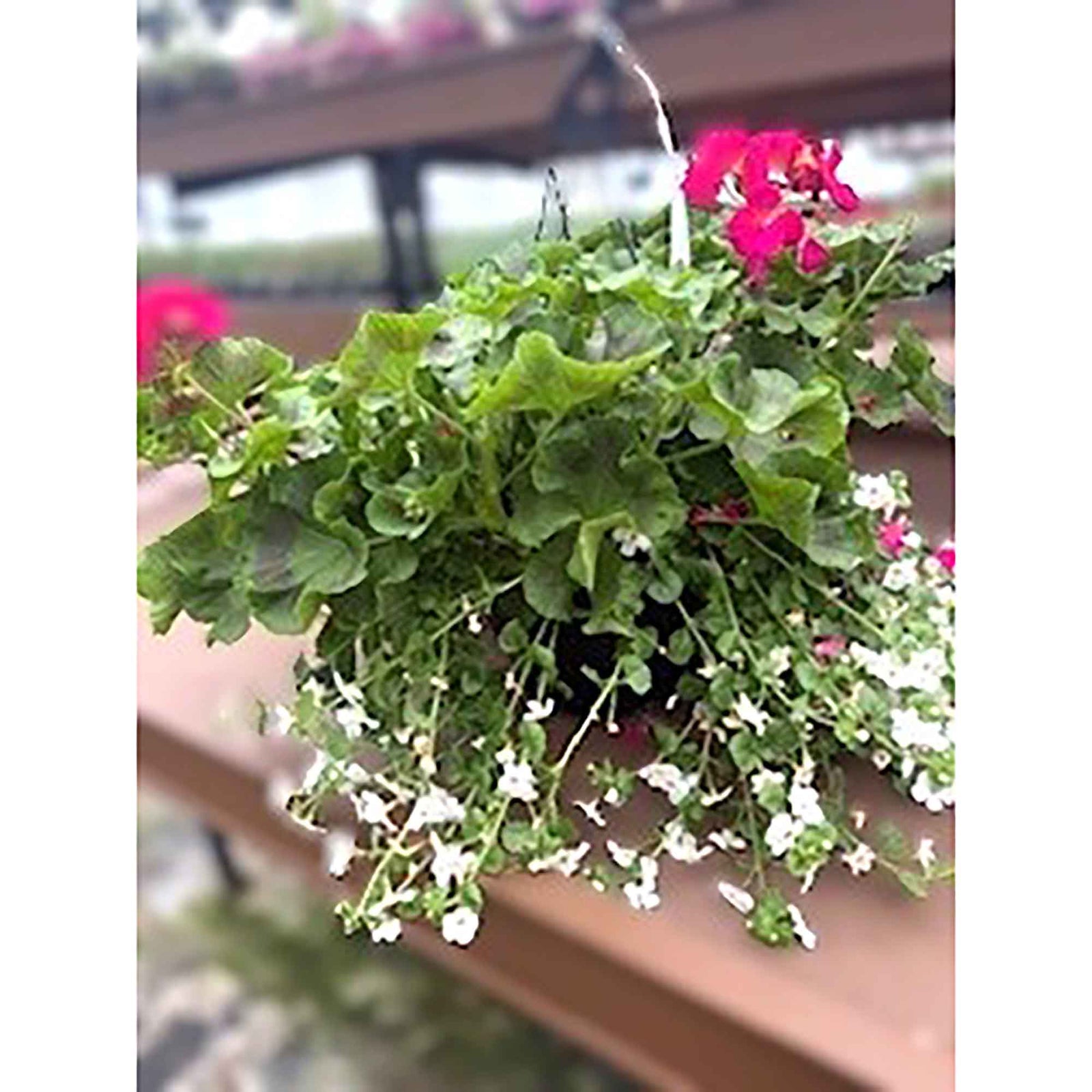 Panier de fleurs suspendu avec mélange de géranium et de bacopa, 12'' 