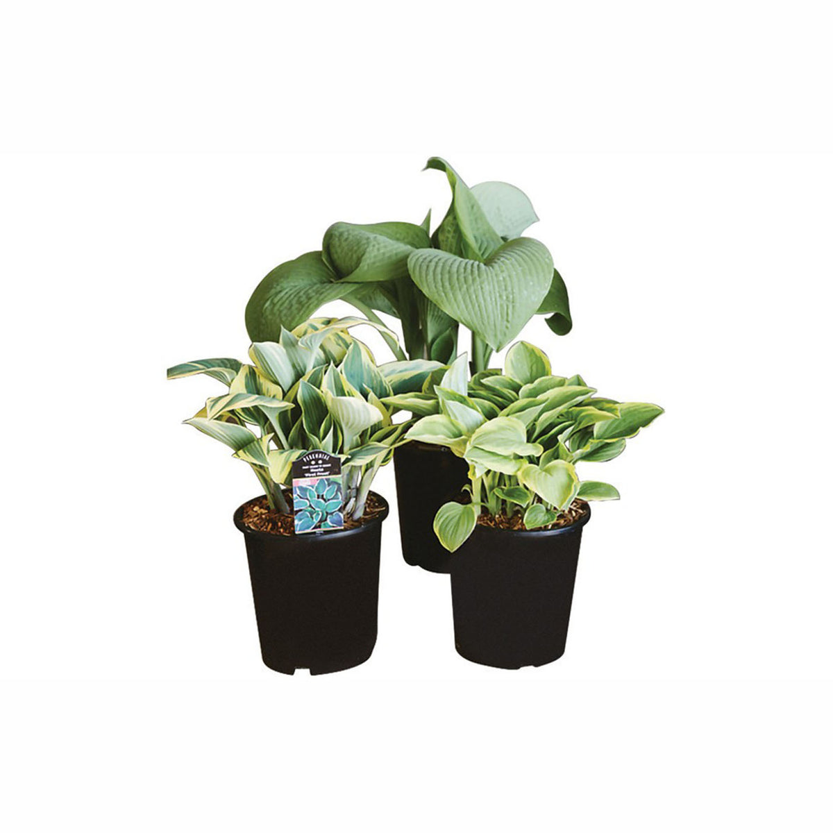 Hostas assortis, 7''