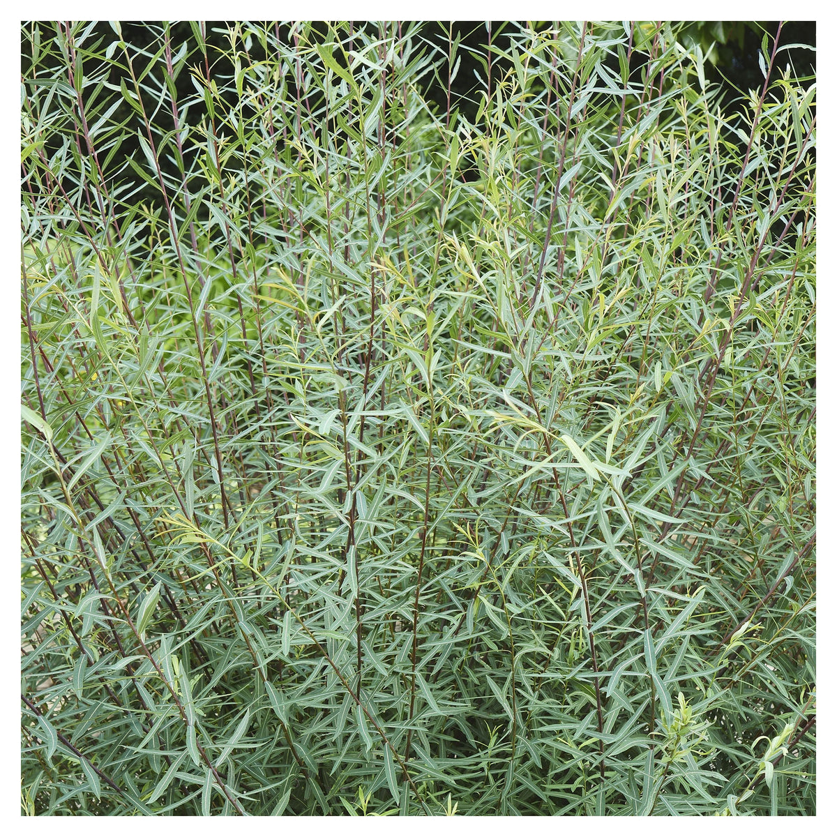 Arbuste Salix Purpurea Nana, 2 gallons